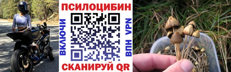 где продают   Серафимович  Галлюциногенные грибы прущие грибы 